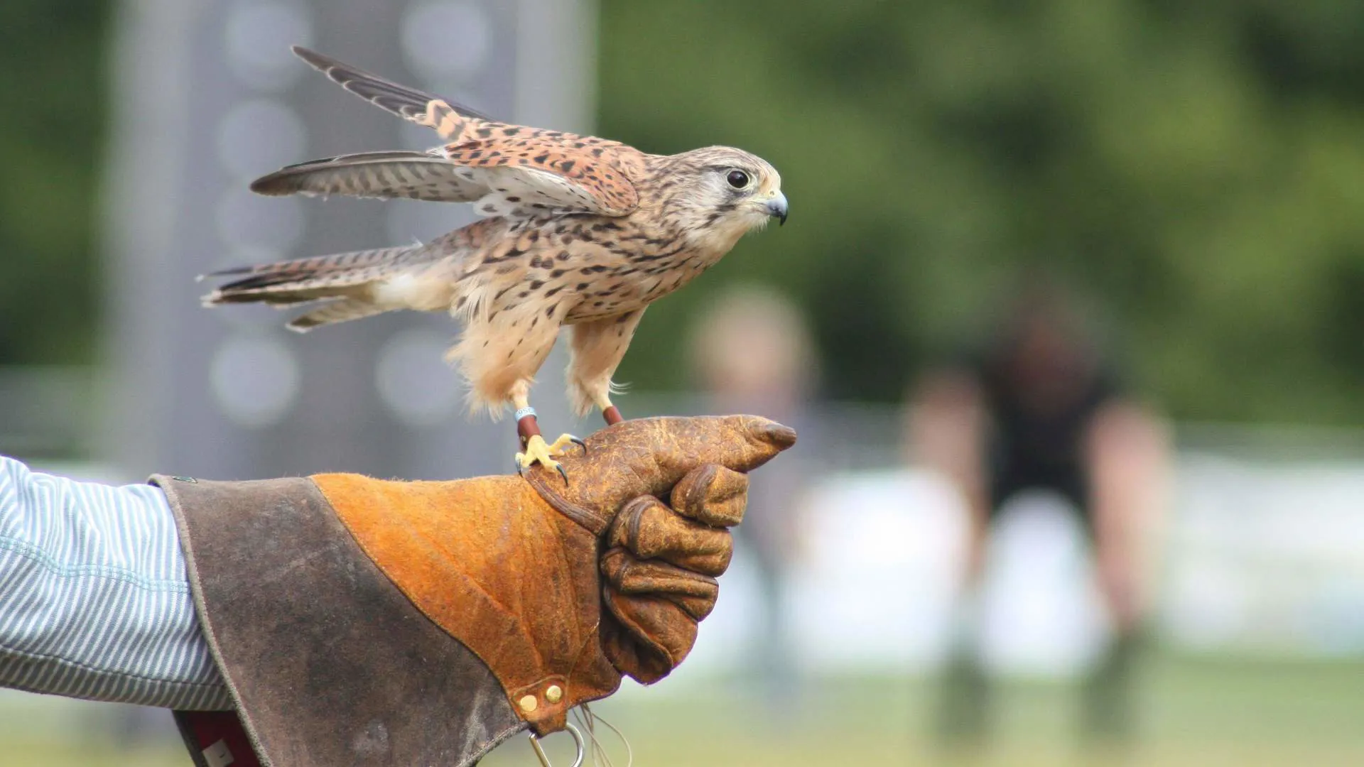 Isle of Wight - Haven Falconry Image