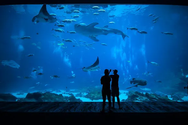 Two people view and take photographs of sea life in an aquarium in Barcelona.