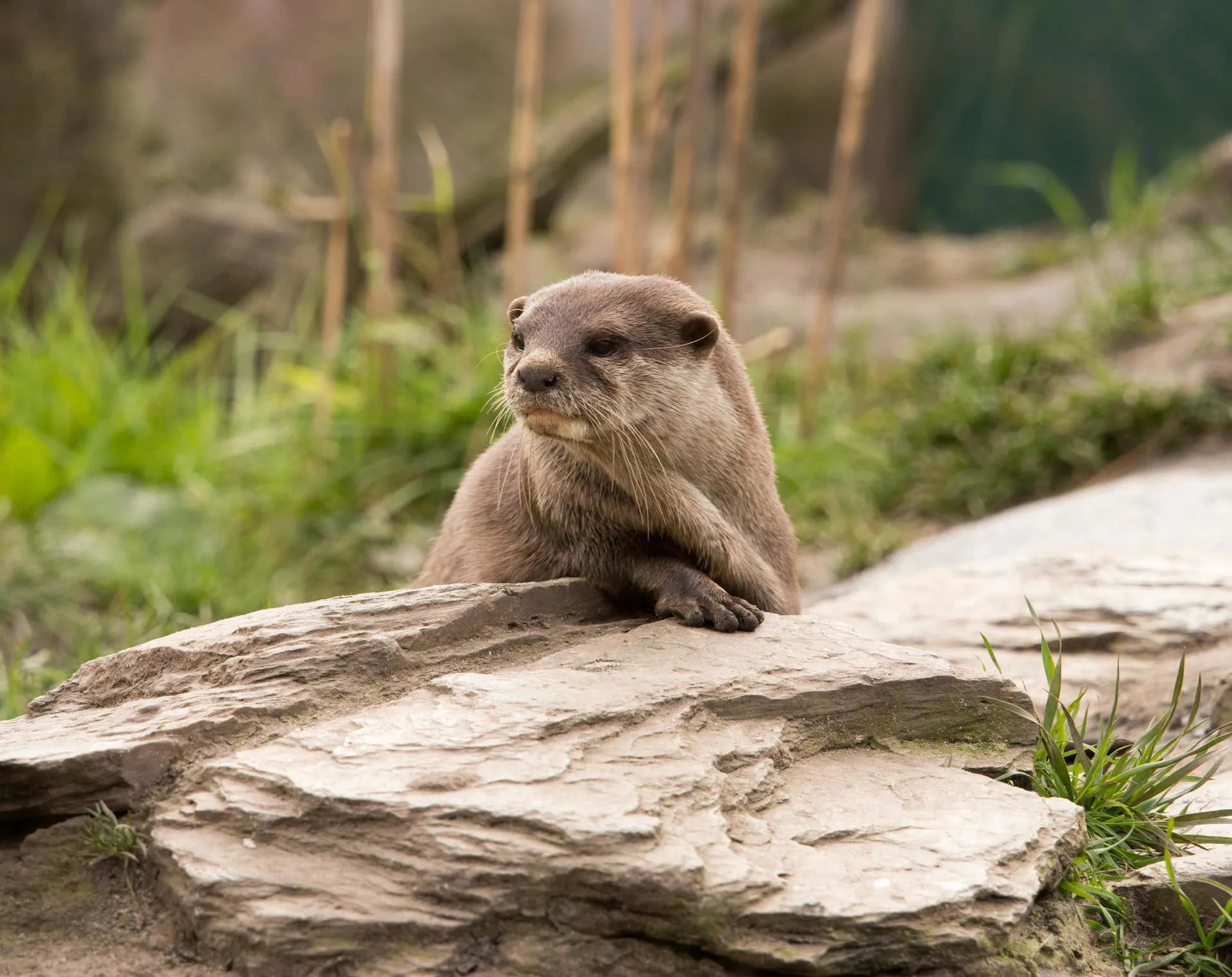 Wetland Otter Image