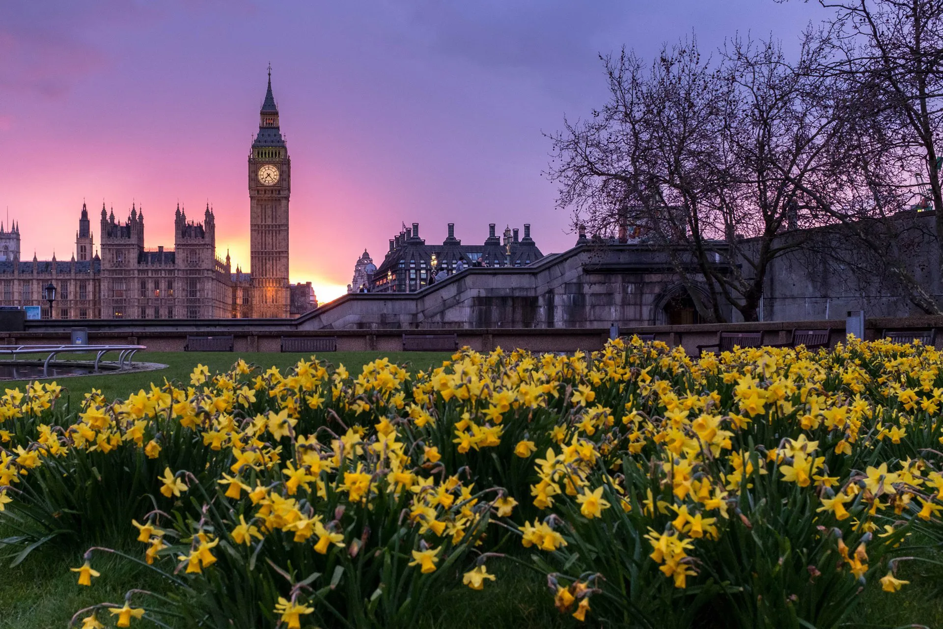Westminster Floowers Dusk Image