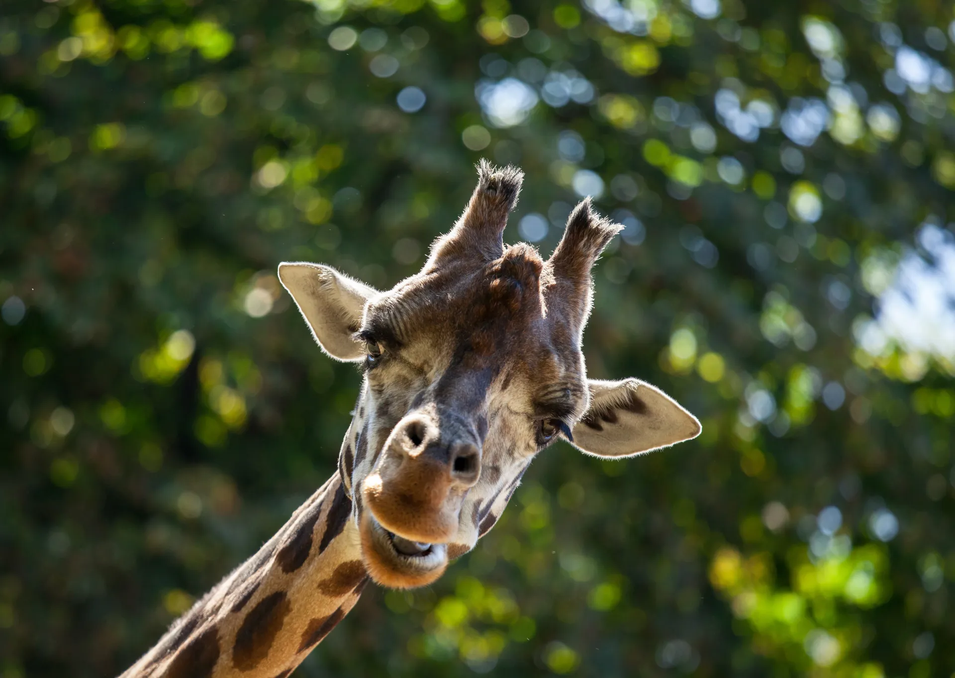 A giraffe pulls a face and stares into the camera as a tree backgrounds it.