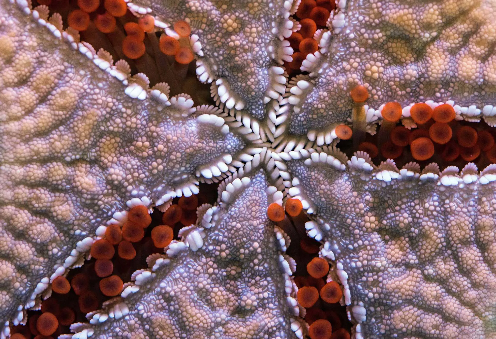 A zoomed in image of an orange and beige starfish.