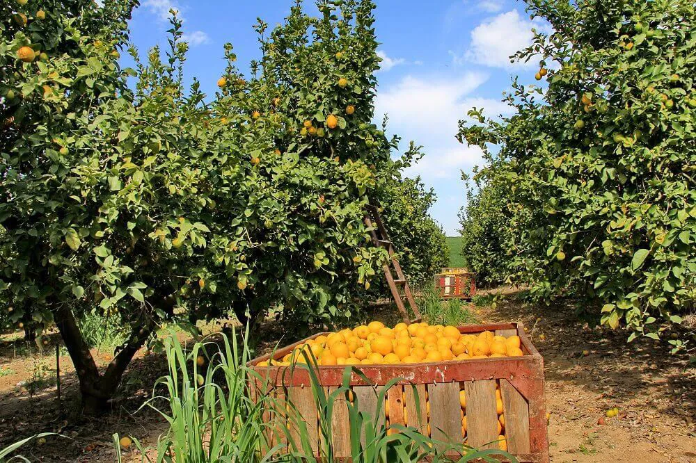 A view of a lemon tree orchard with a large box of lemons surrounded by trees.