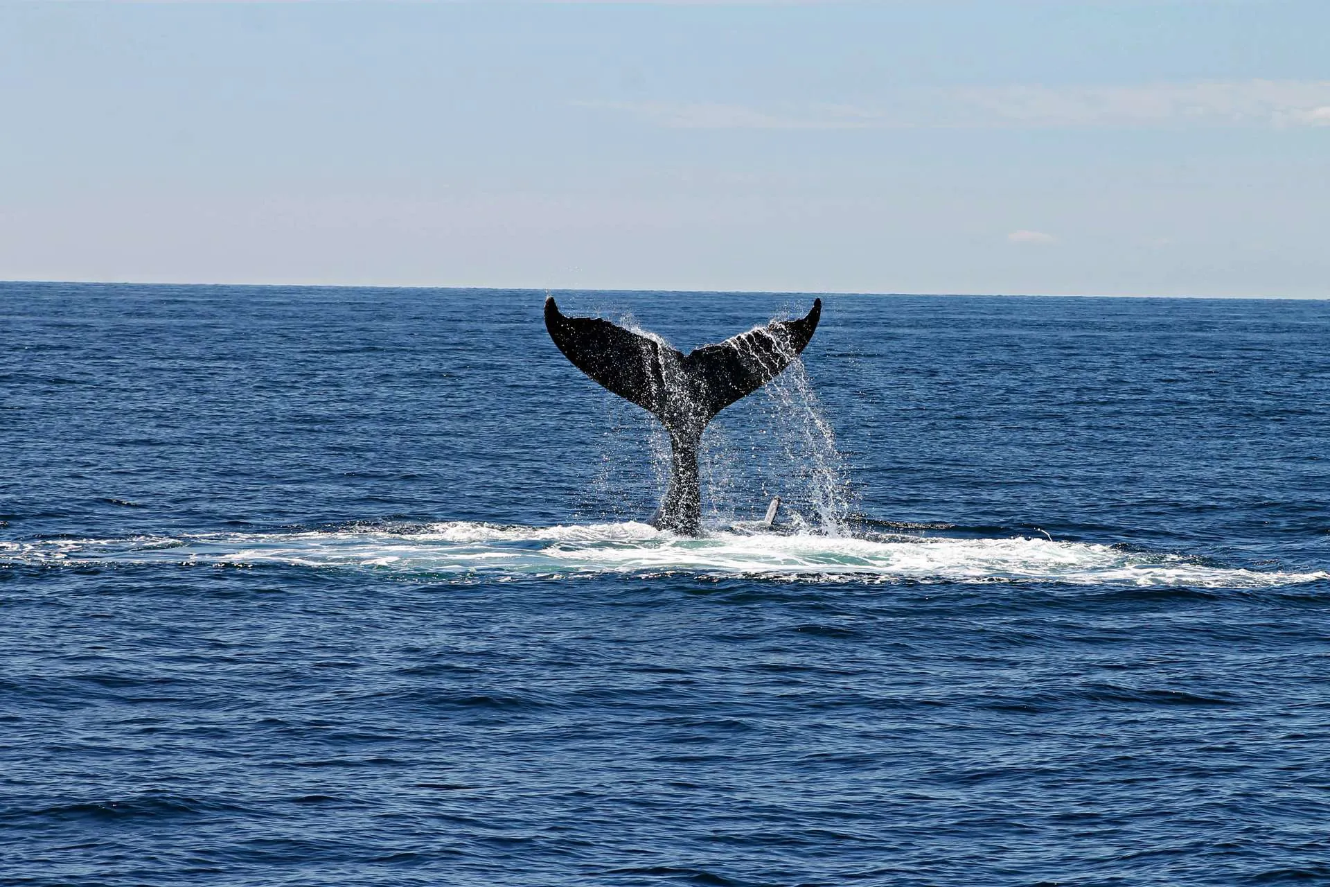 Iceland Whale Watching Image